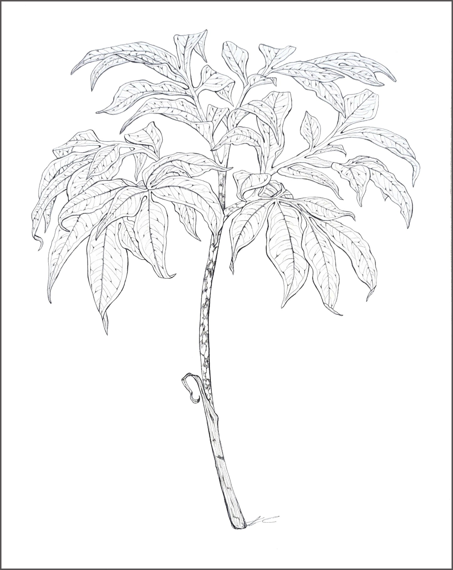 Amorphophallus decus-silvae x variables