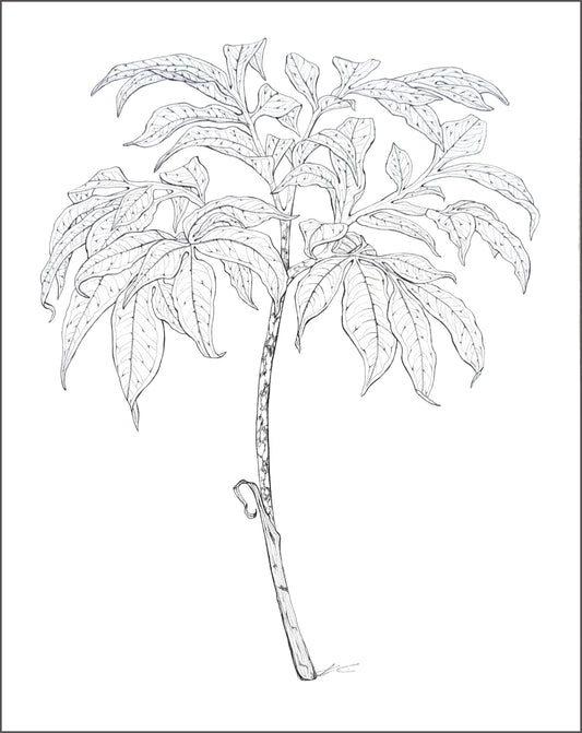 Amorphophallus decus-silvae x variables
