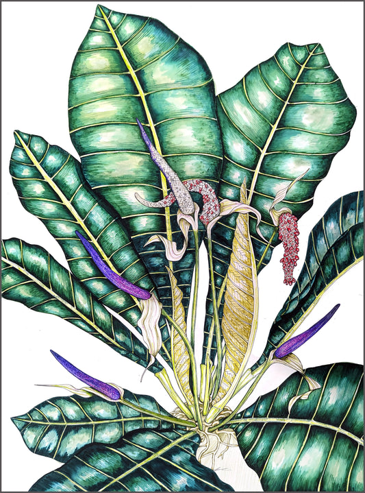 Anthurium hookeri