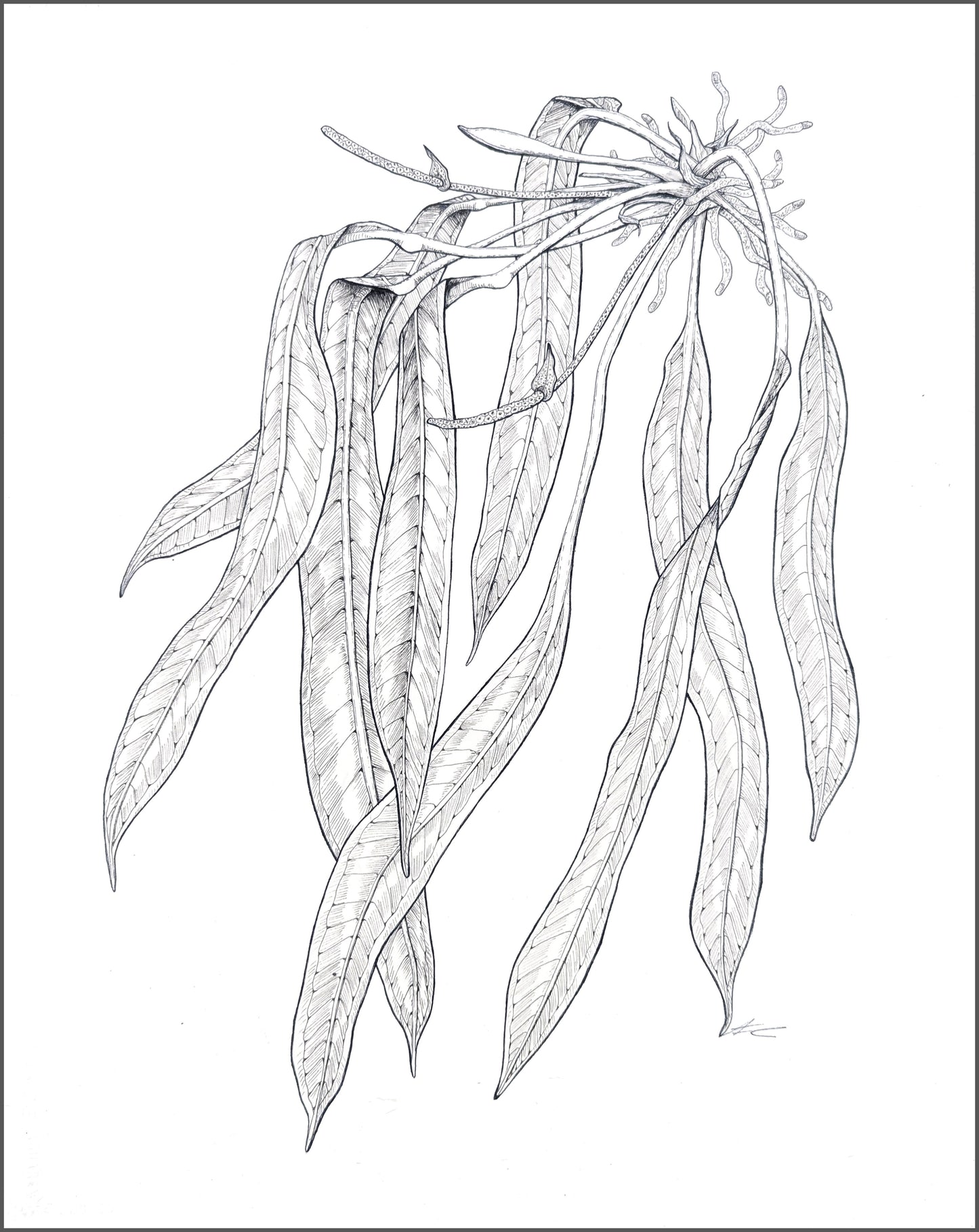 Anthurium vittarifolium