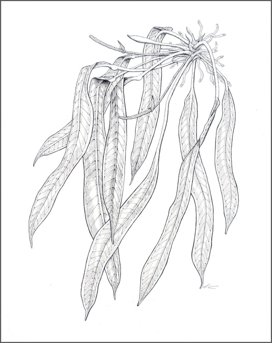 Anthurium vittarifolium