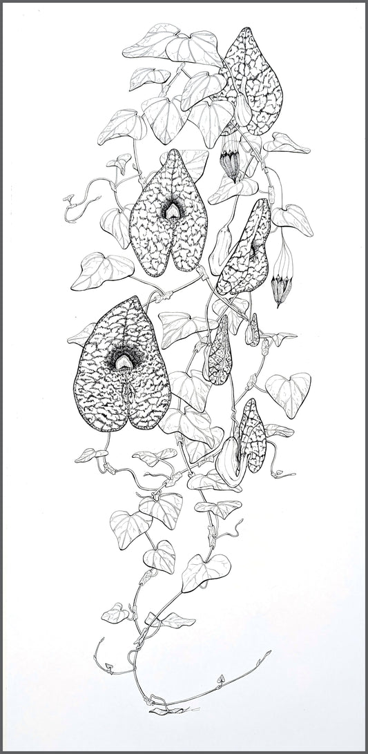 Aristolochia