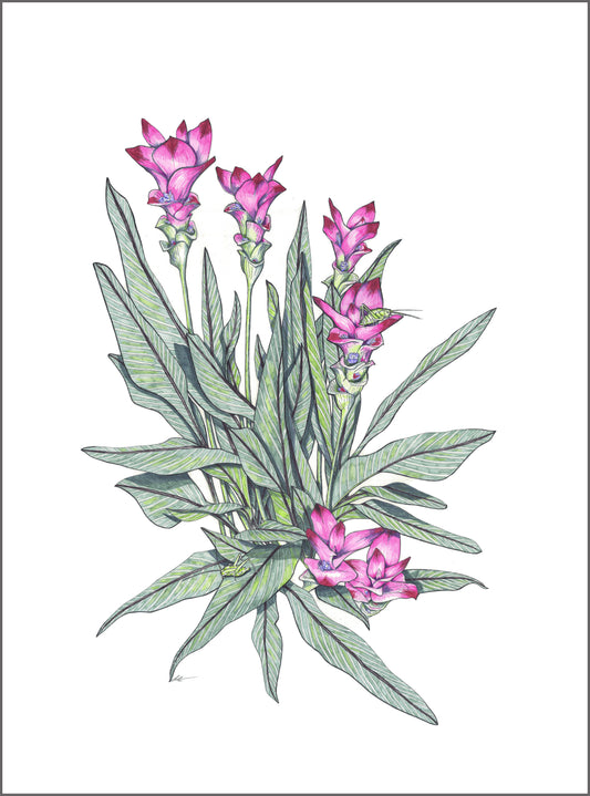 Curcuma and Grasshoppers