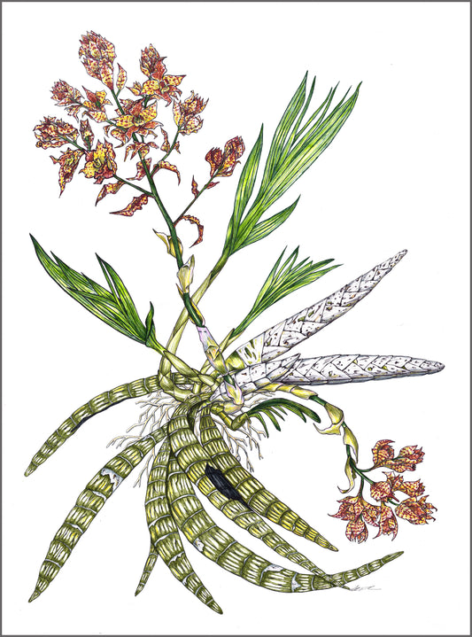 Cyrtopodium punctatum