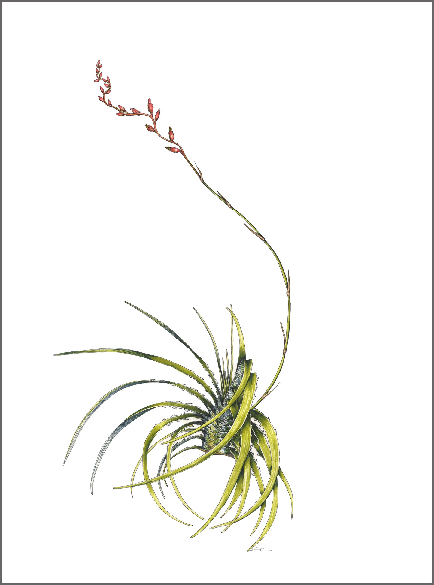 Dyckia estevesii