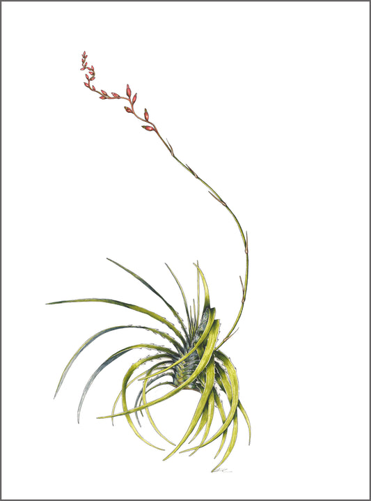 Dyckia estevesii