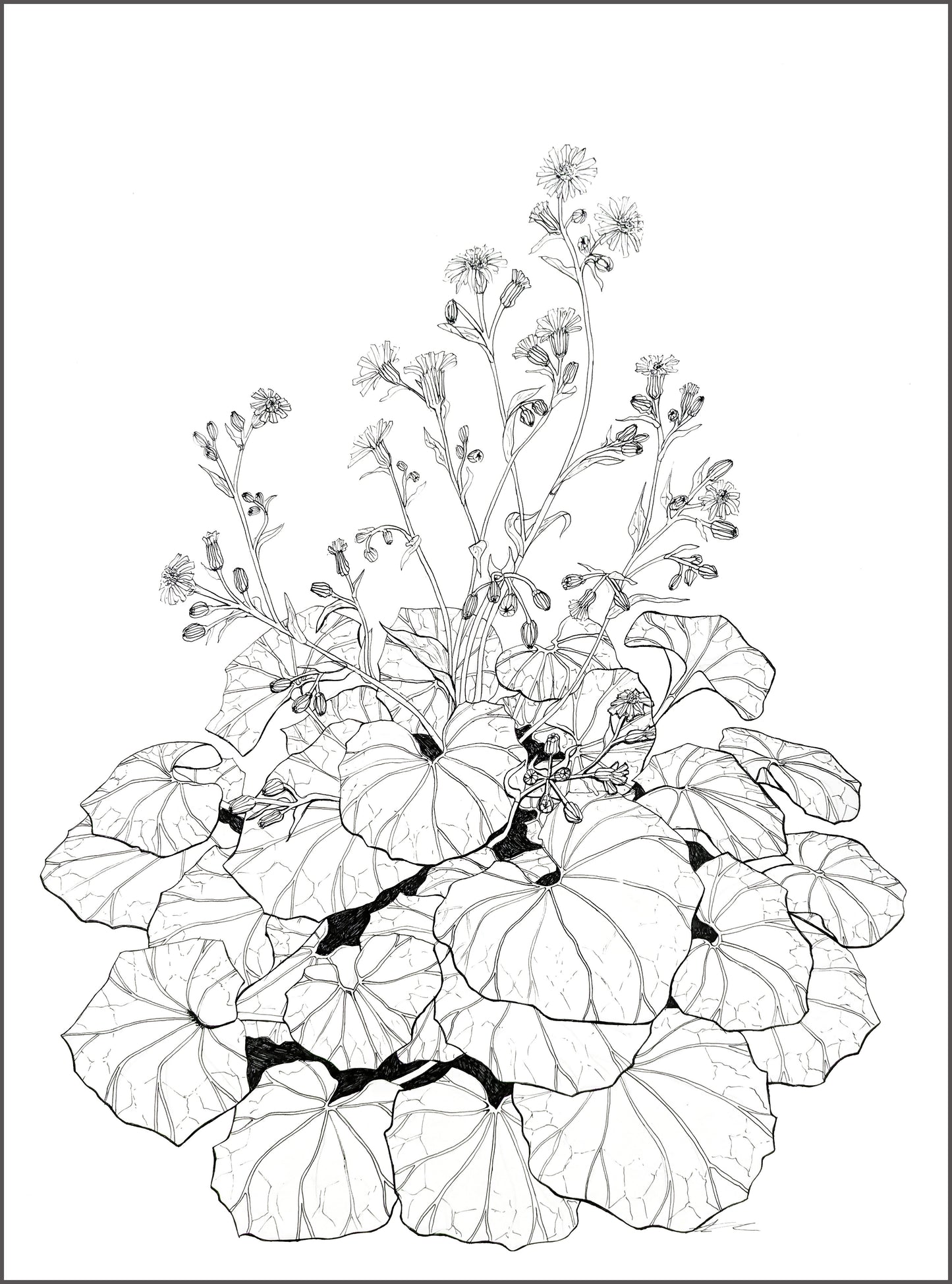 Farfugium