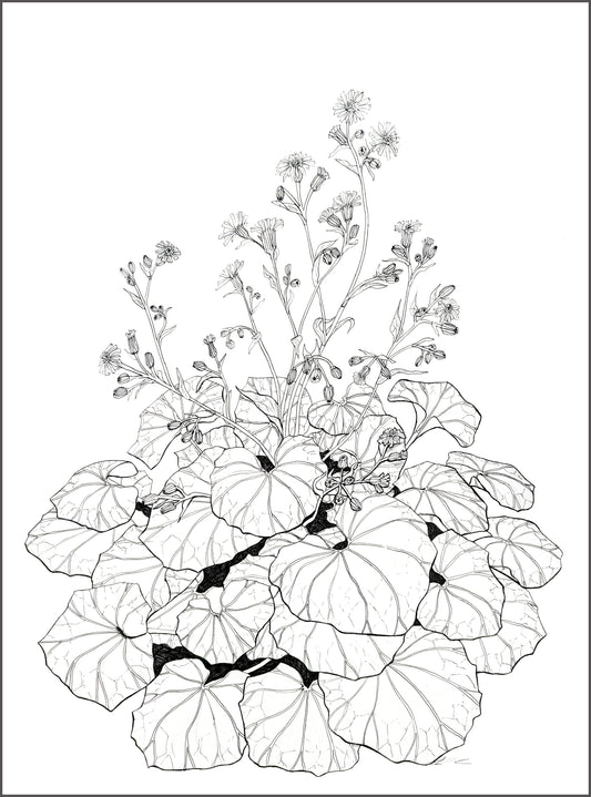 Farfugium