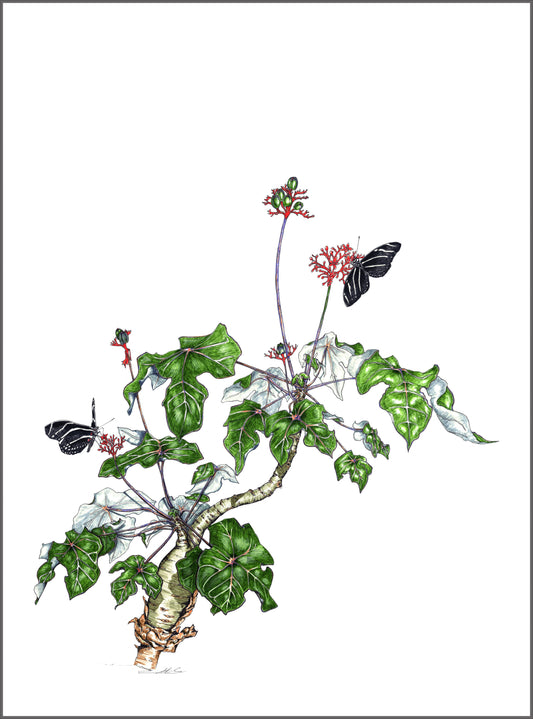 Jatropha and Zebra Longwings- SOLD
