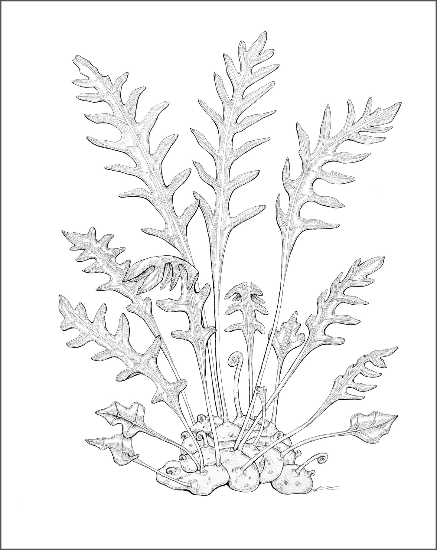 Lecanopteris species
