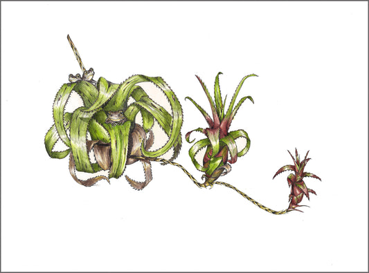 Neoregelia Pendula and Cuban Tree Frogs