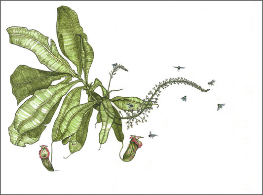 Nepenthes and Bottle Flies