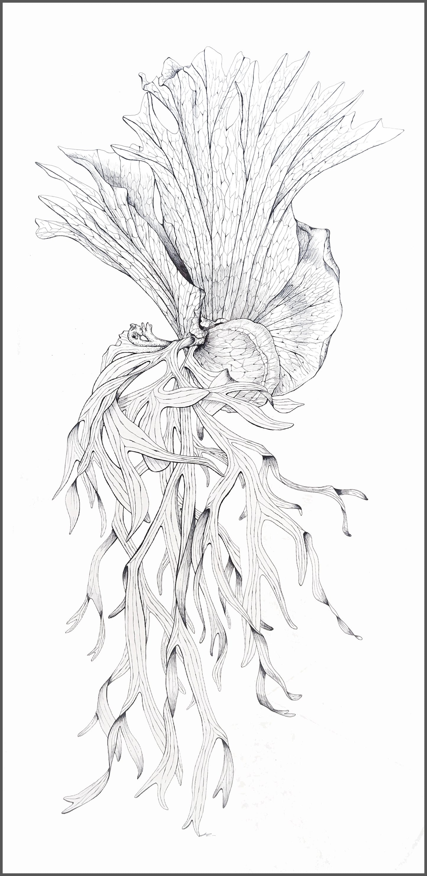 Platycerium coronarium