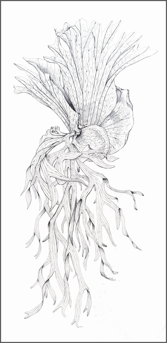 Platycerium coronarium
