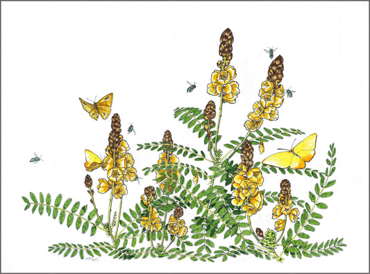 Popcorn Cassia, Sulfur Butterflies and Green Bees
