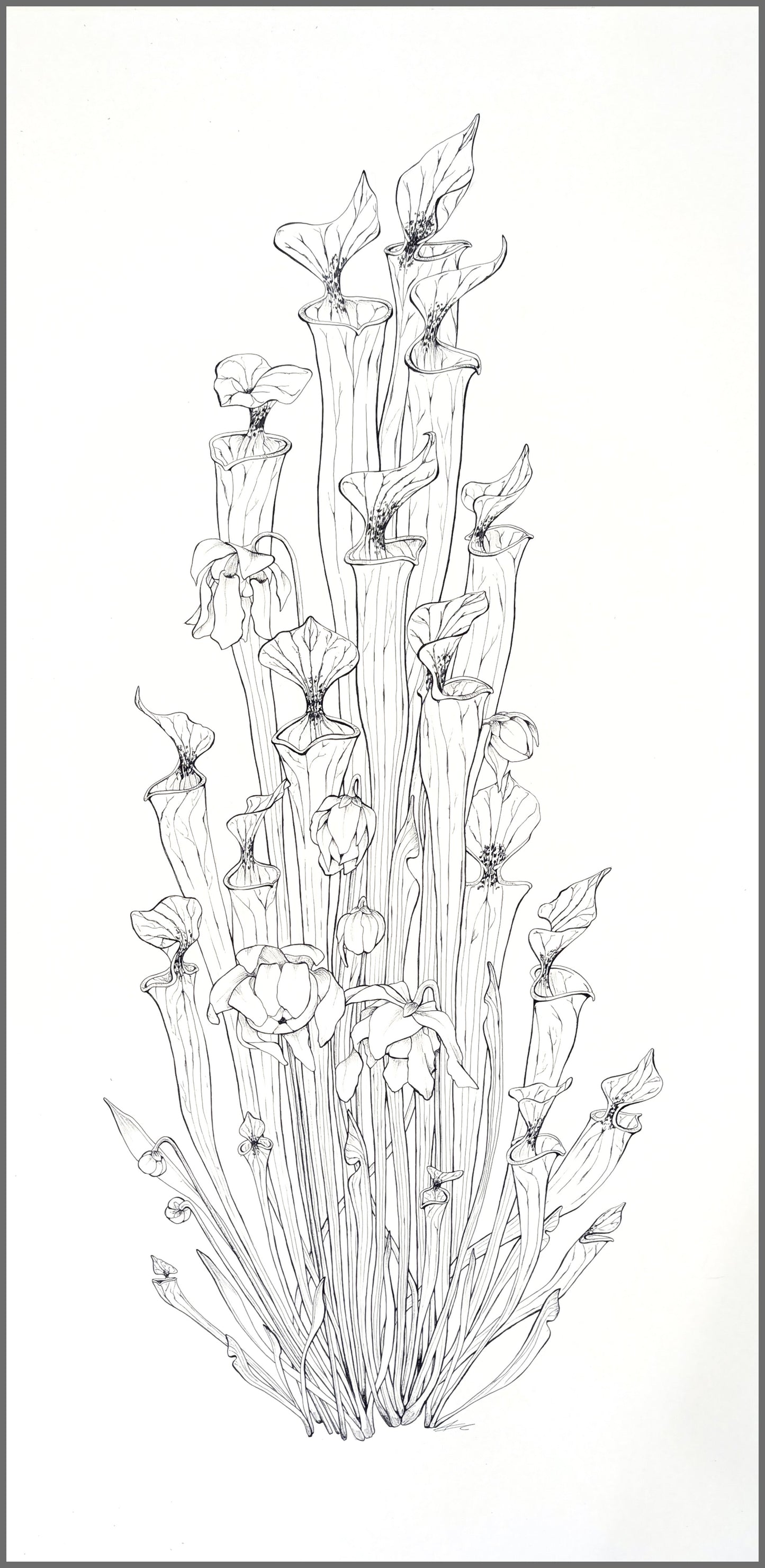 Sarracenia flava