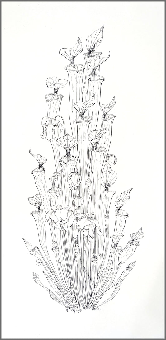 Sarracenia flava