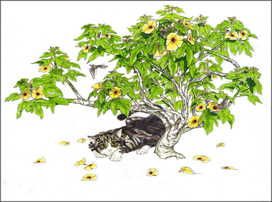 Uncarina grandidieri and Joy