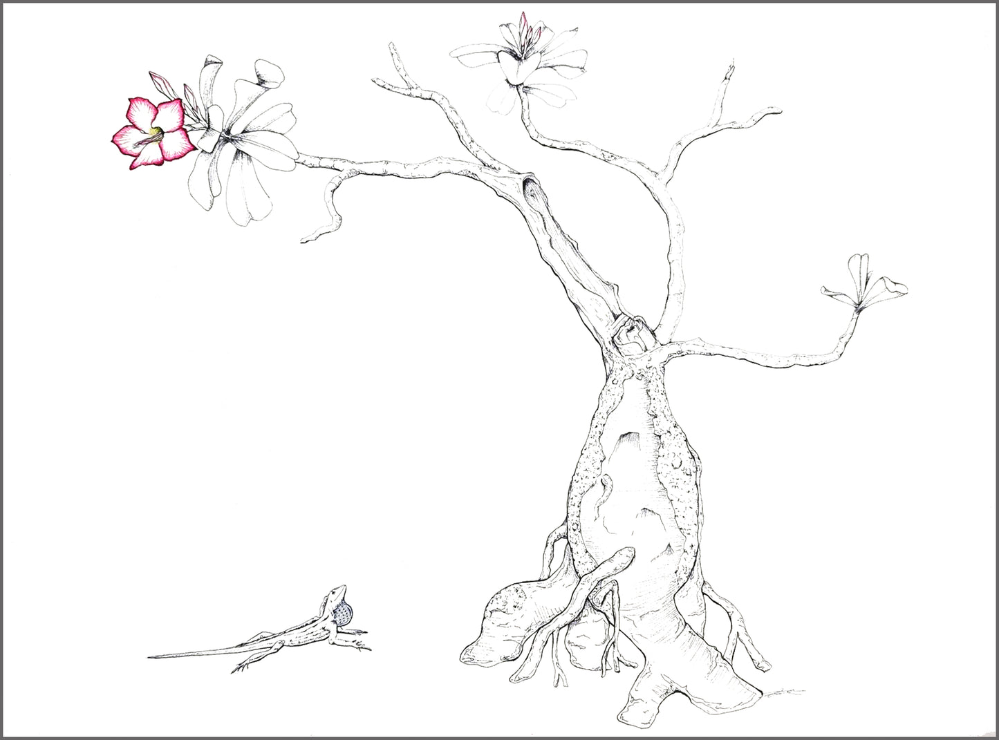 Adenium and Anole